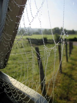 toile d'araignée le matin